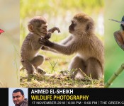Nature and Wildlife Photography ( Ahmed ElSheikh )
