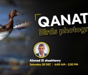 Ahmed Elsheshtawy Birds photography