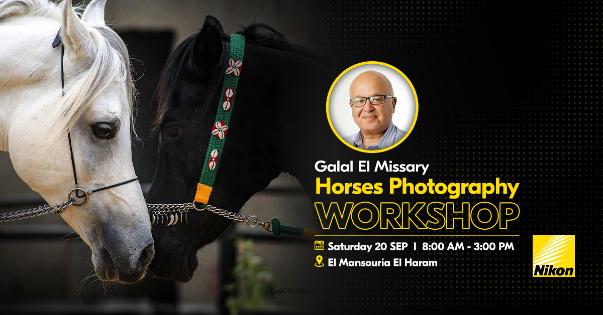 Galal El Missary - Horses photography (Elmansouria)