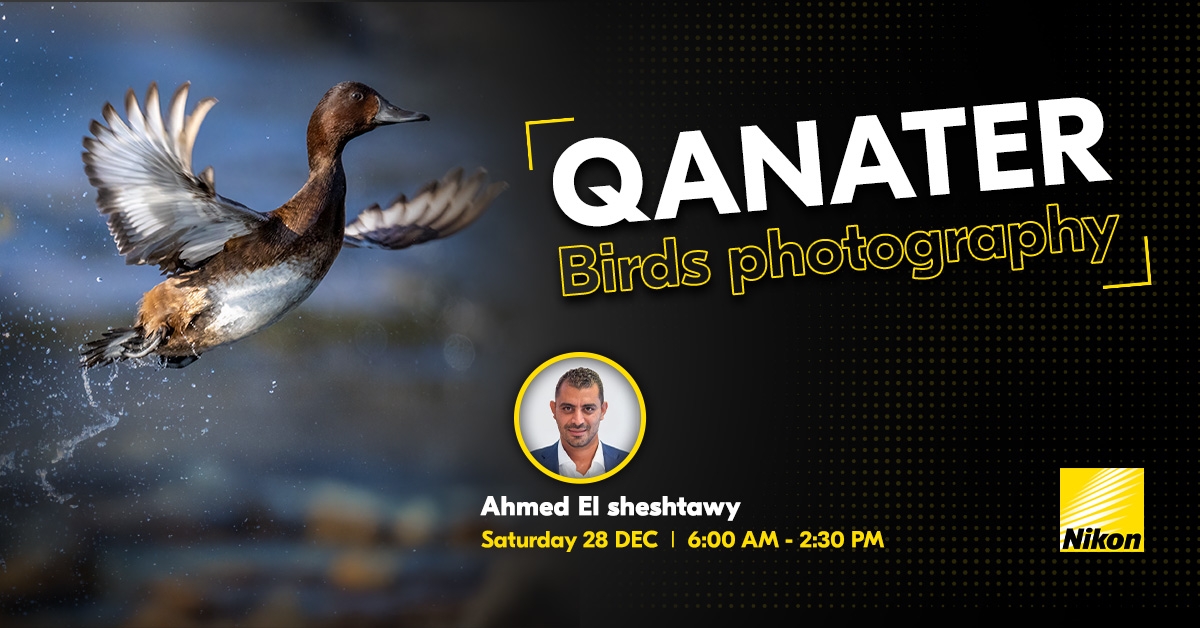 Ahmed Elsheshtawy Birds photography